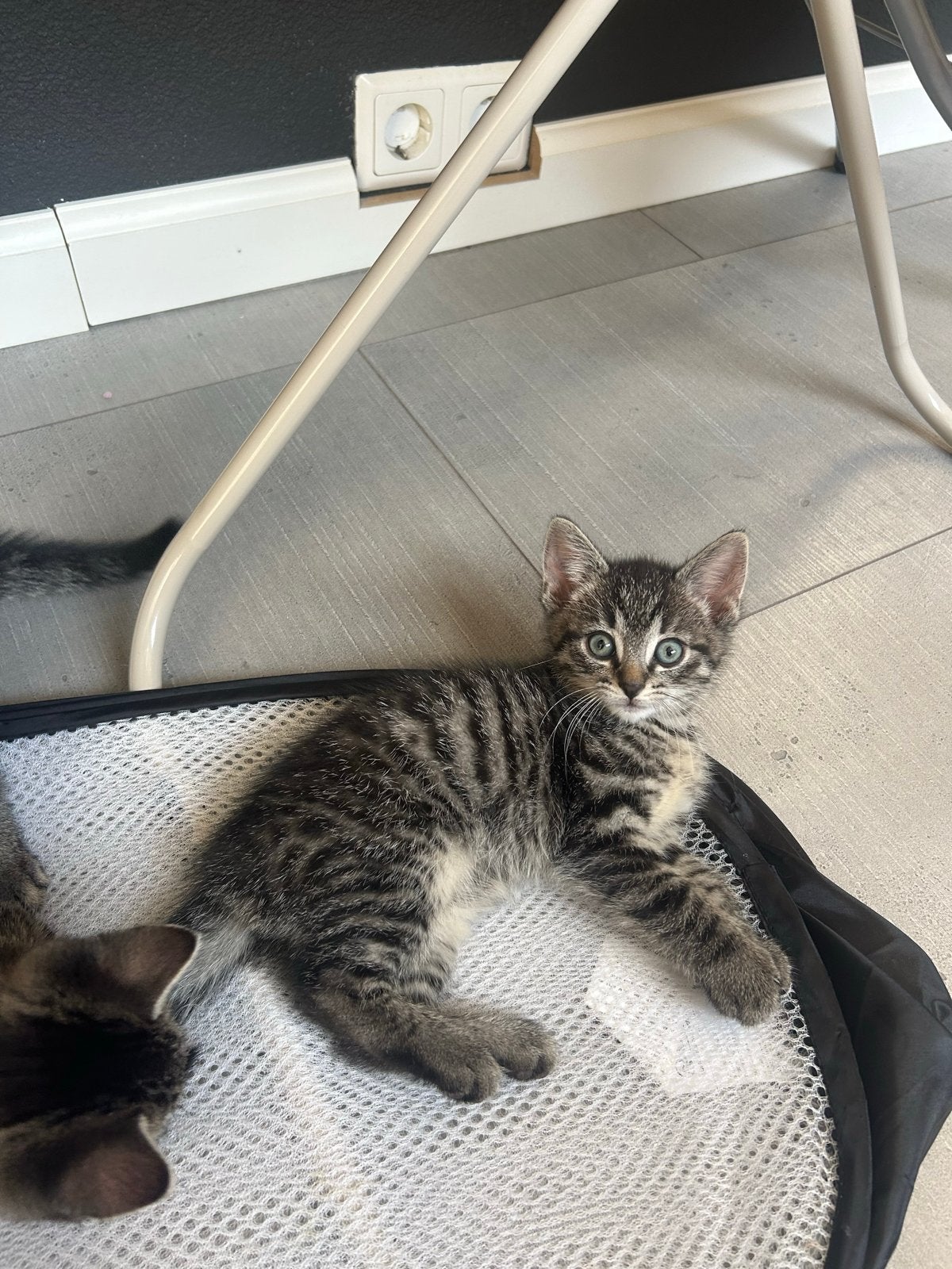 Kittens, Poes