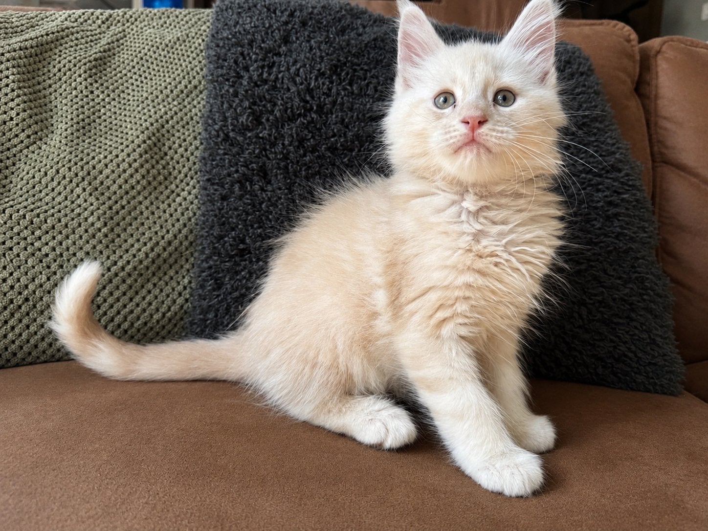 Maine coon kittens, Meerdere dieren, Met stamboom