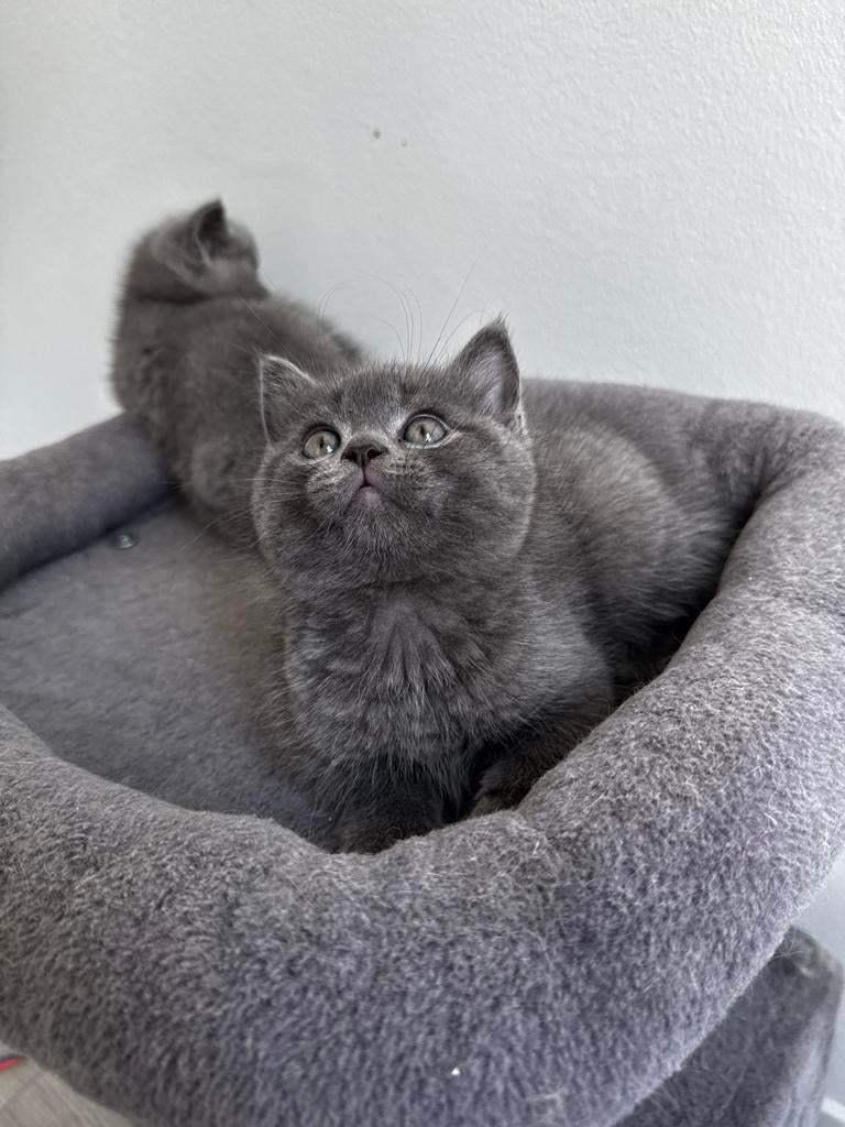 Britse korthaar kittens smokey  & blue golden & blue, Meerdere dieren, Ontwormd