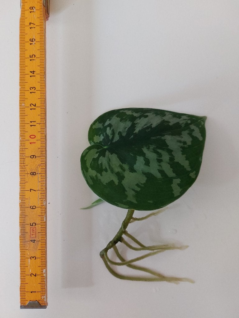 Scindapsus Pictus Trebie stekjes – goed geworteld, Huis en Inrichting, Kamerplanten, Groene kamerplant, Ophalen, Halfschaduw, Minder dan 100 cm