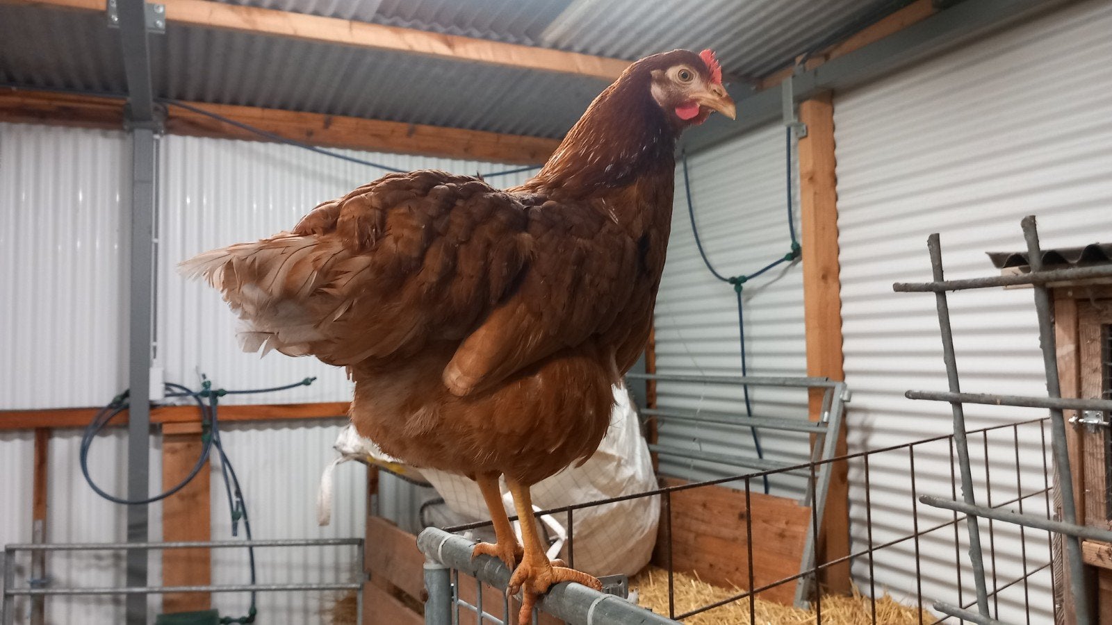 Mooie jonge legkippen te koop, Dieren en Toebehoren, Pluimvee, Kip, Vrouwelijk