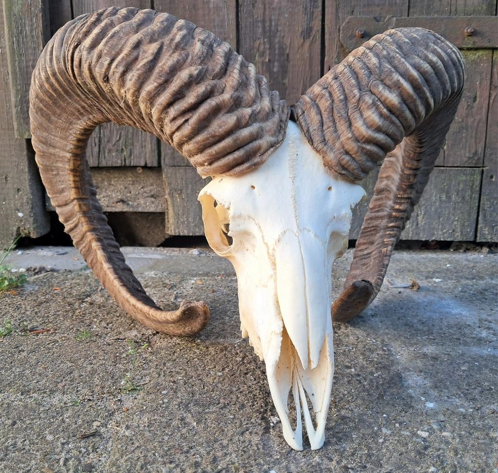Moeflon ram schedel, hoorn. Groot / zwaar. Landelijk mancave, Ophalen of Verzenden, Zo goed als nieuw, Hert, Opgezet dier