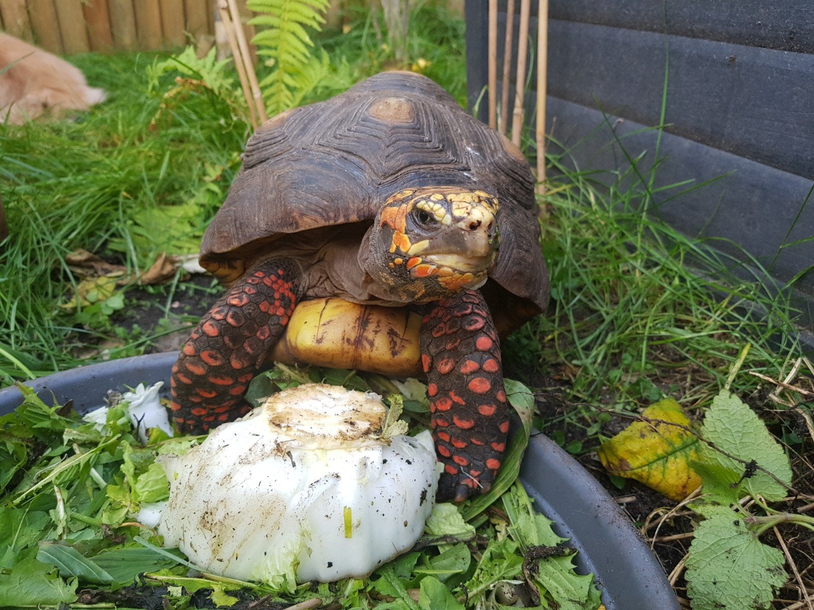 Kolenbranderschildpad – Chelonoidis carbonarius – nk 2025 Tortoise photo 20