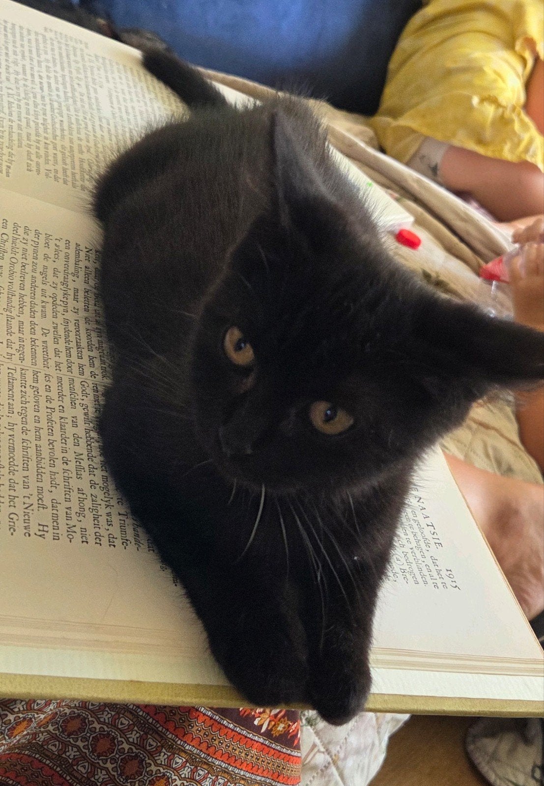 super lief britse korthaar kitten, Kater, Ontwormd, 0 tot 2 jaar