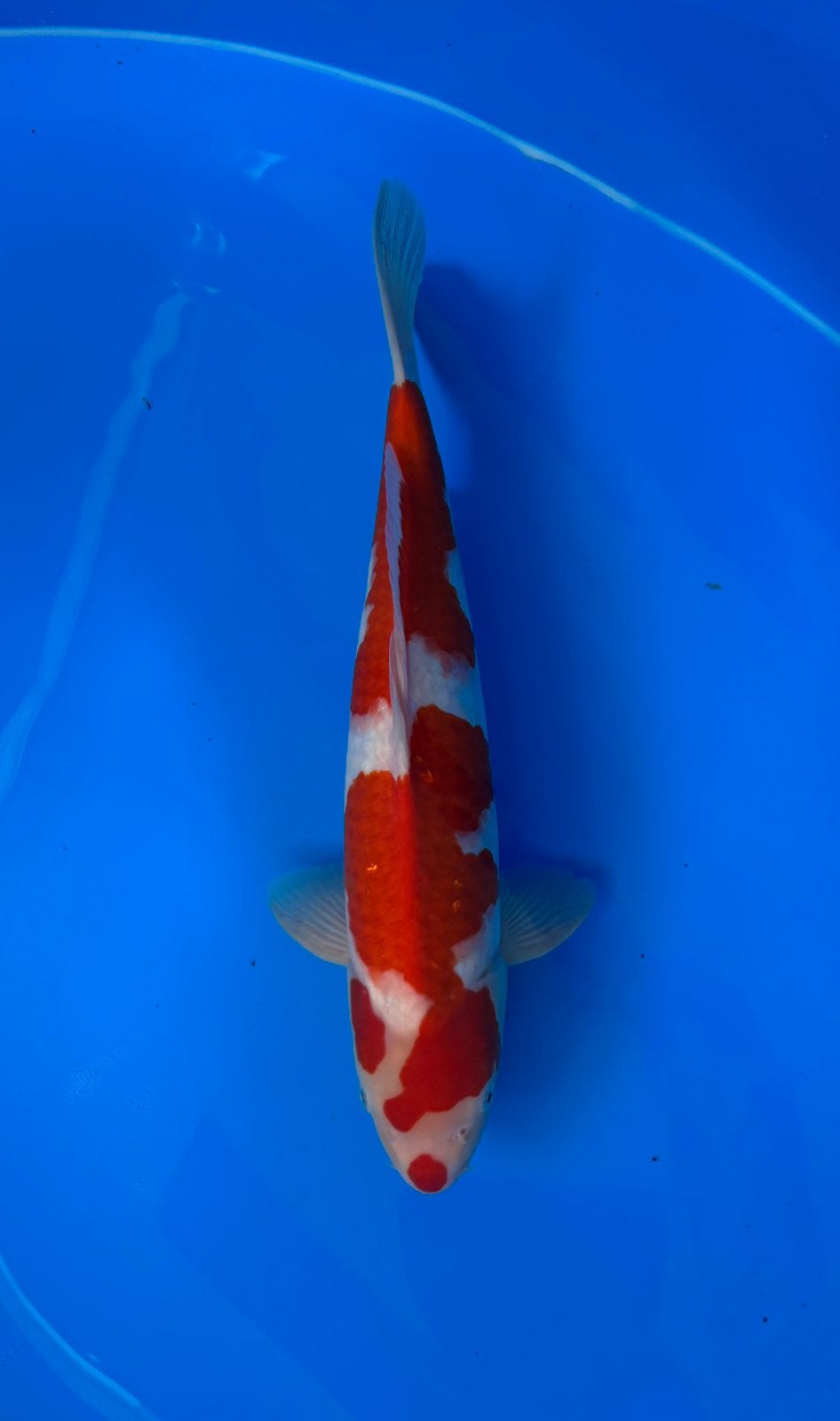 Male kohaku taniguchi, Dieren en Toebehoren, Karper of Koi