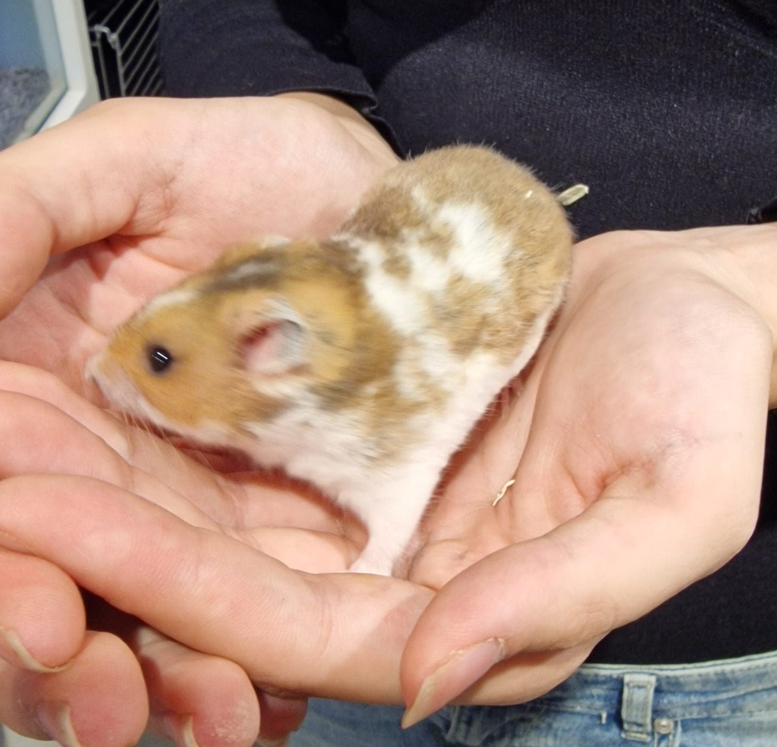 Foto 9 van Syrische hamsters super lief en super tam.