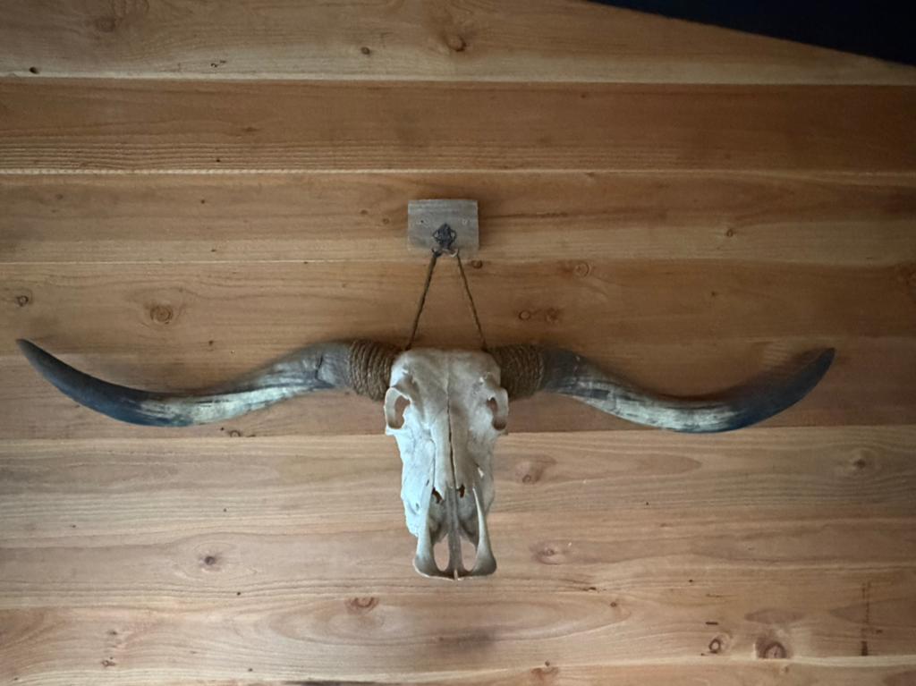 Longhorn cow schedel, 157 cm, Meerkleurig, Decoratieobject, Zo goed als nieuw