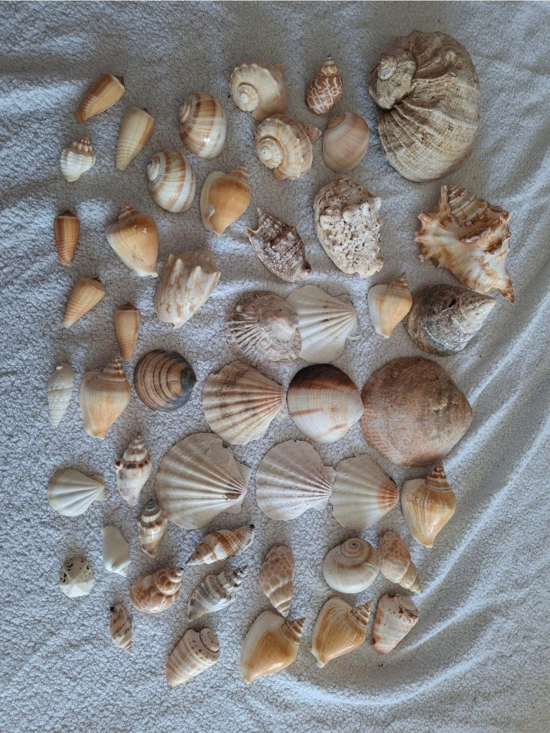 Natuurlijke schelpen voor decoratie, knutselen of aquarium, Ophalen of Verzenden, Gebruikt