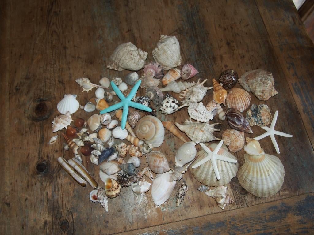 Schelpen, Ophalen of Verzenden, Zo goed als nieuw, Overige soorten, Overige typen