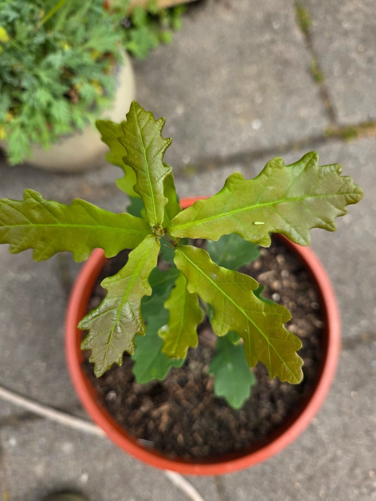 Zomer eik, Ophalen, Minder dan 100 cm, Lente
