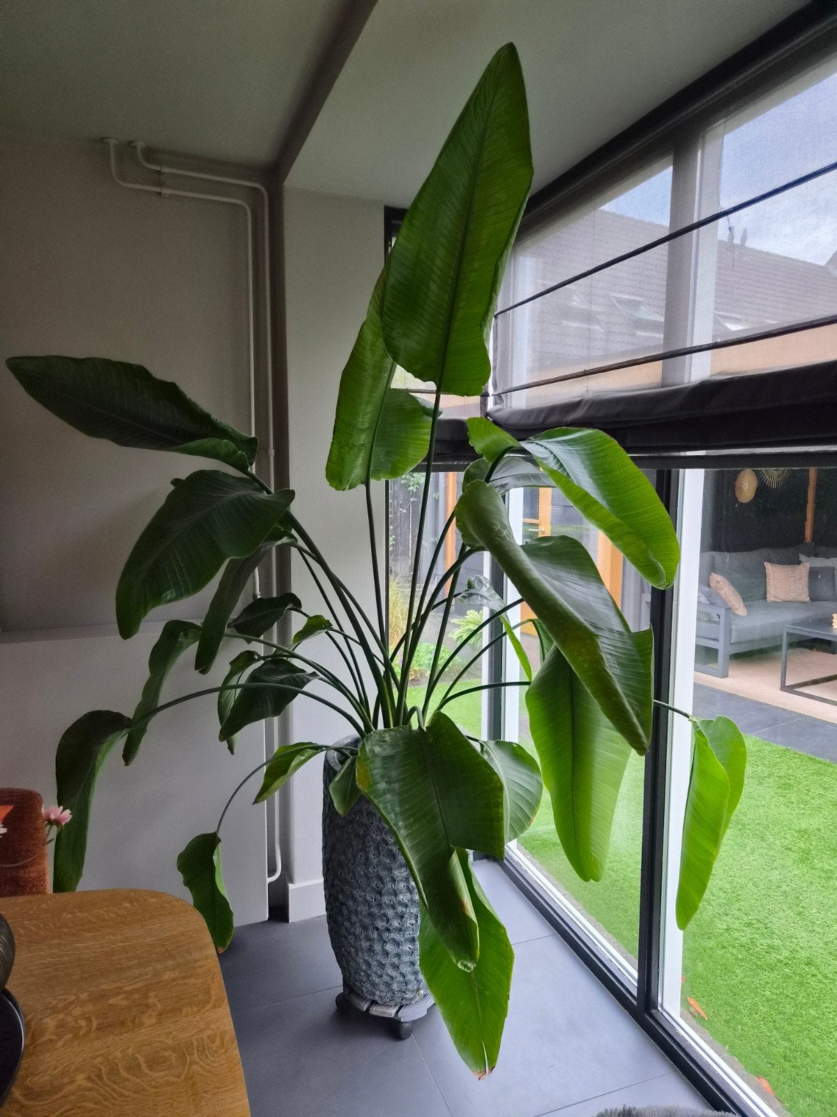 Grote Strelitzia Nicolai - Paradijsvogelplant, Volle zon, Vaste plant, Bloeit niet, Ophalen
