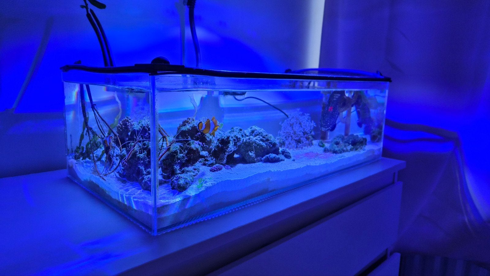 ILA Shallow (60x30x18), Ophalen of Verzenden, Zo goed als nieuw, Aquariummeubel, Overige merken