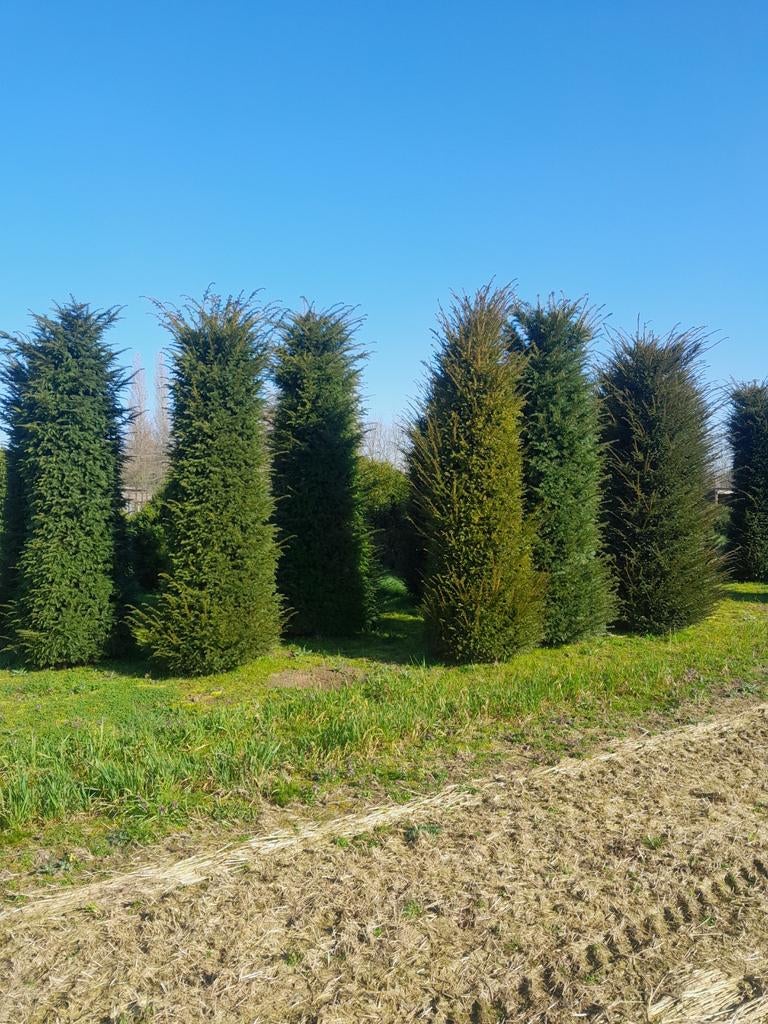 Taxus baccata, Ophalen, Bloeit niet, Halfschaduw, Overige soorten