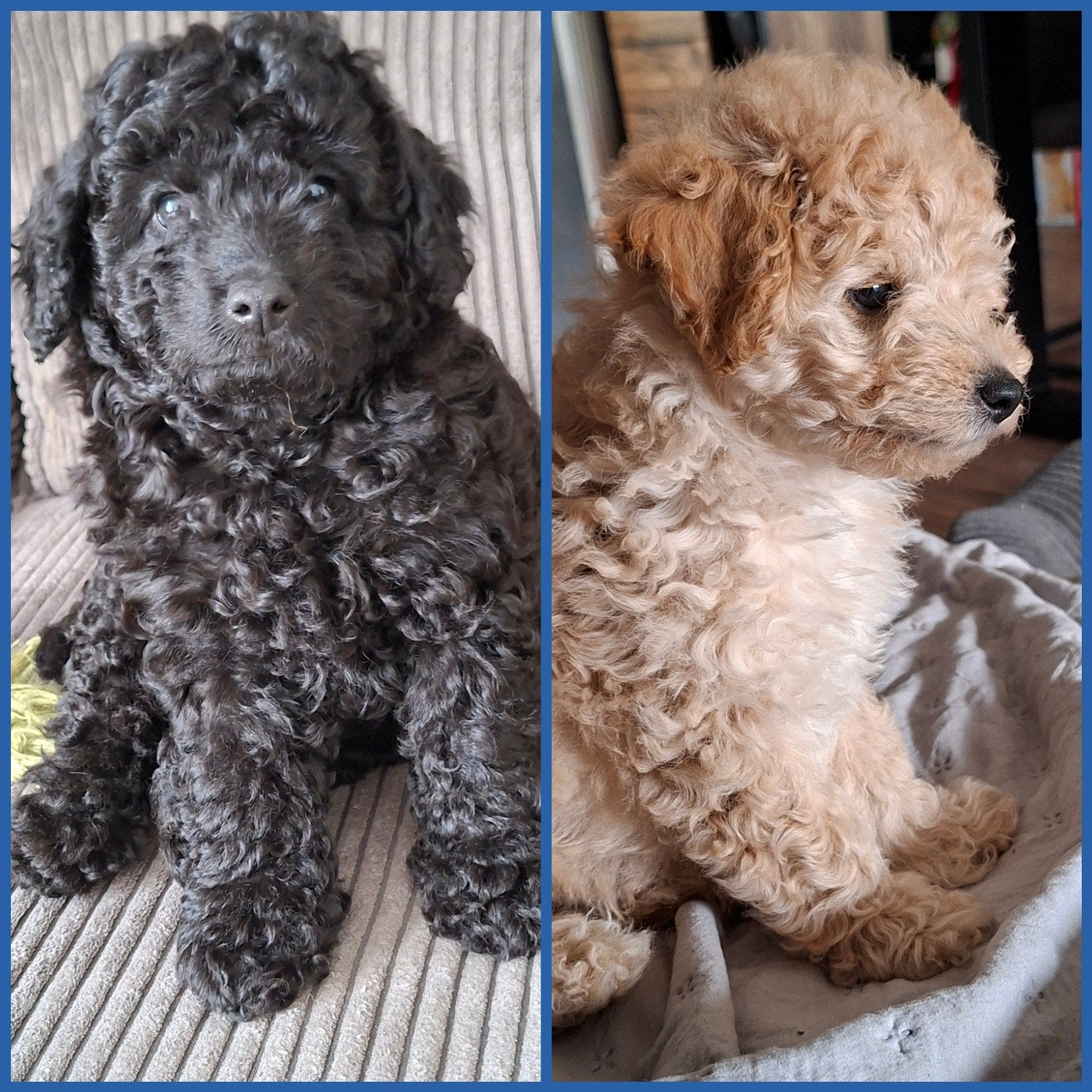 Nog maar 2 lieve, aanhankelijke toy X dwerg poedel  reutjes, Poedel, 8 tot 15 weken, Parvo, Meerdere