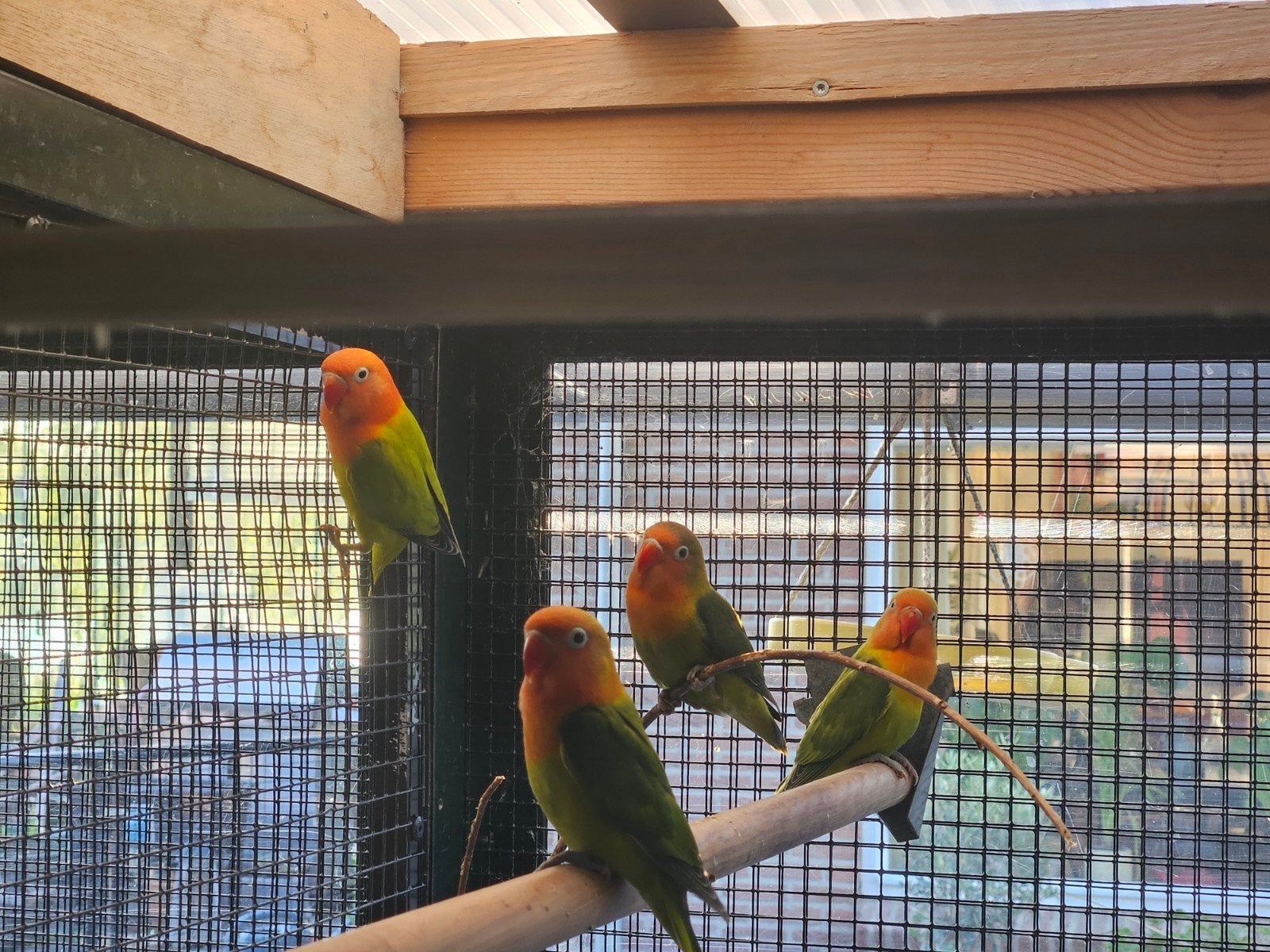 Agapornis fischeri, Meerdere dieren, Dwergpapegaai of Agapornis