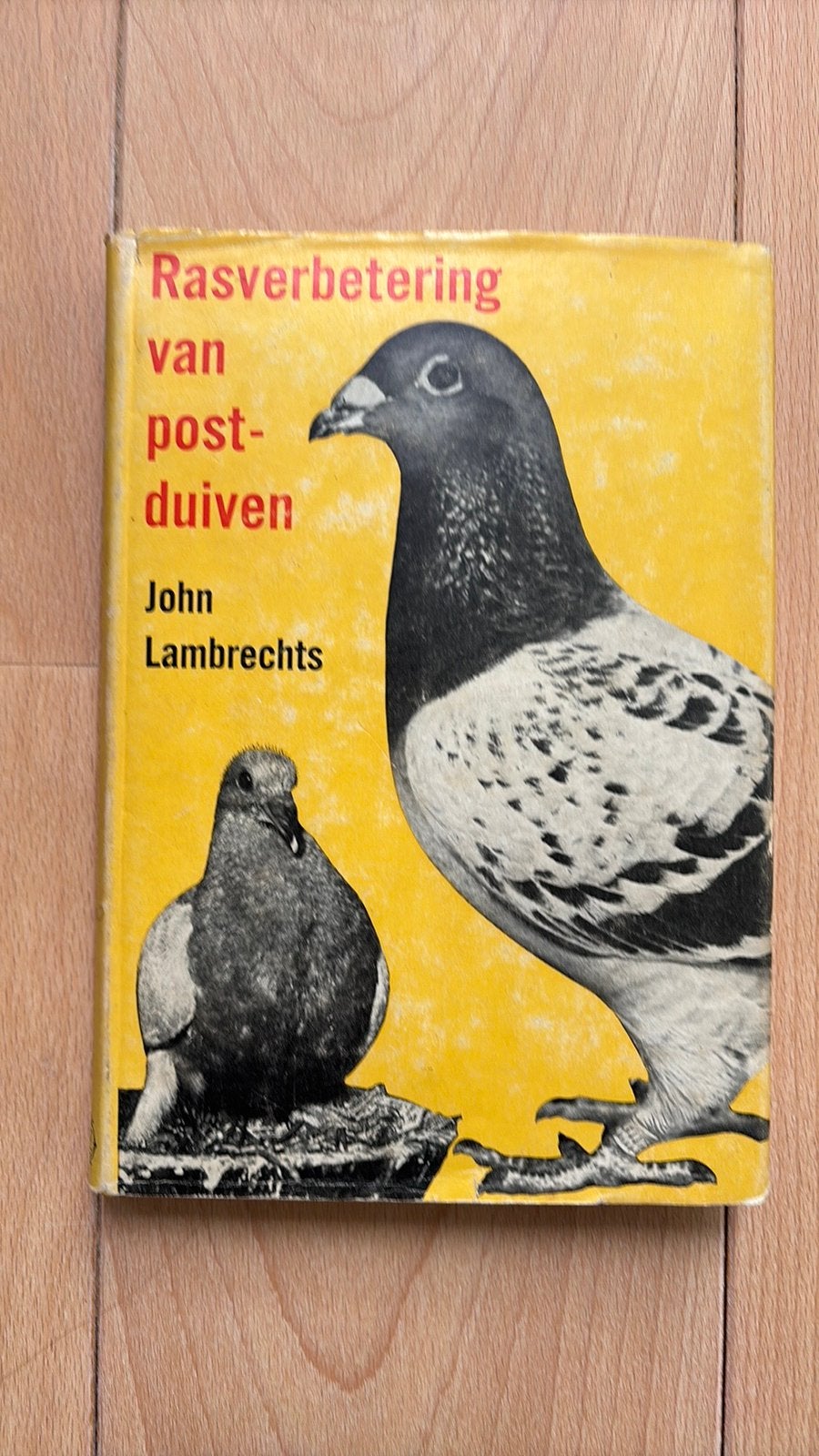 Rasverbetering van postduiven John Lambrechts, Postduif