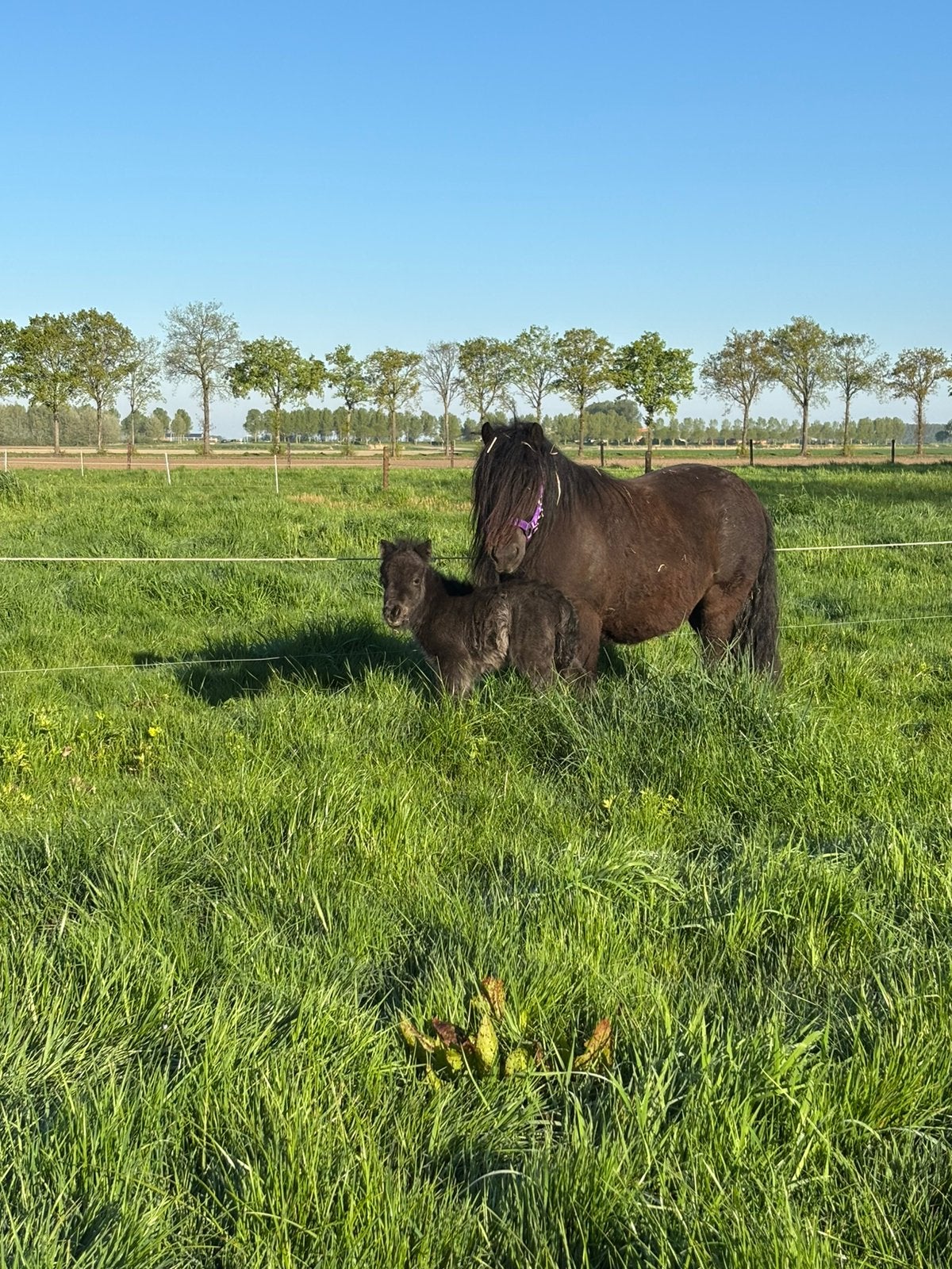 Mooie 4jarige drachtige fokmerrie te koop, Merrie, A pony (tot 1.17m), Met stamboom, 3 tot 6 jaar