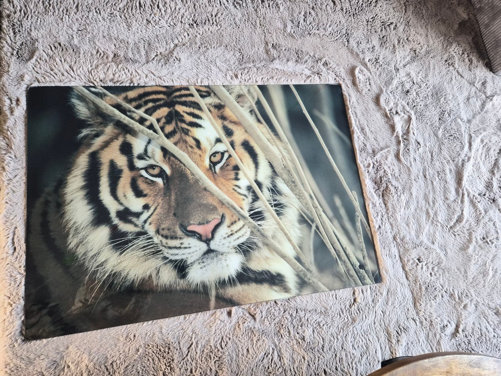 Glazen plaat met leeuw/tijger print - 100x70 cm, Huis en Inrichting, Ophalen, 50 – 75, Gebruikt, Print