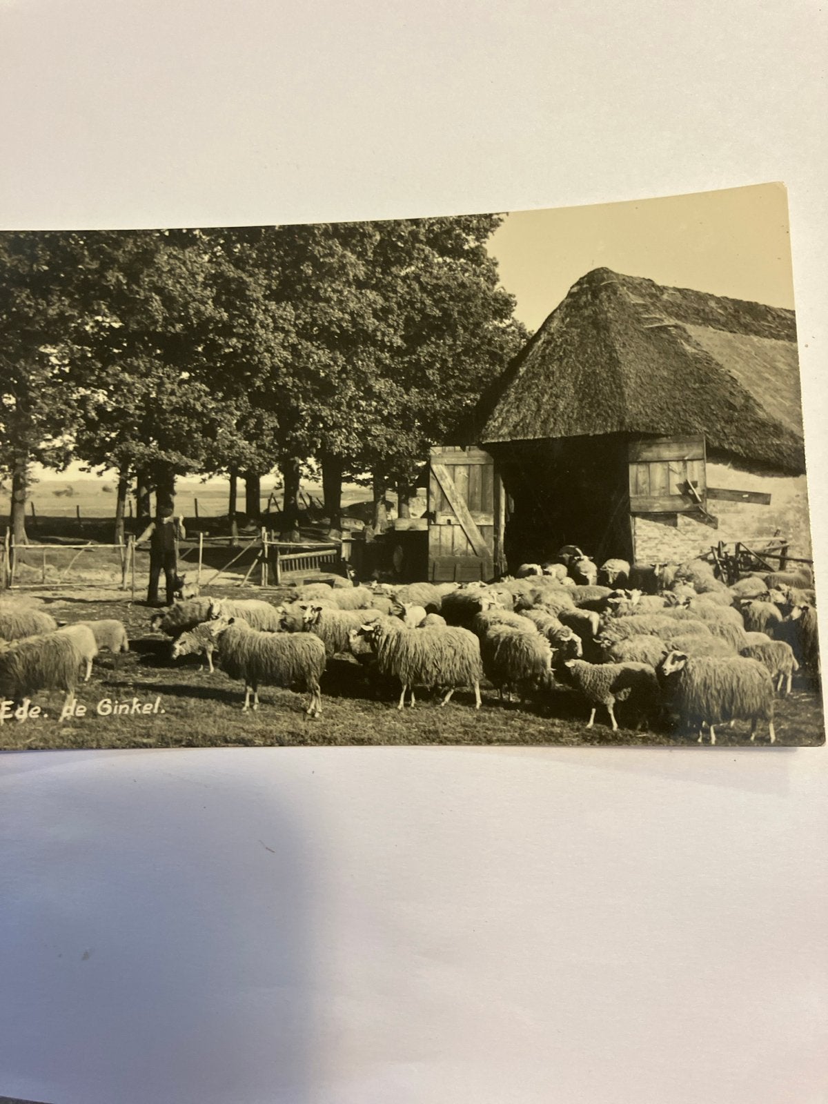 Oude Ansichtkaart Ede. De Ginkel met schapen en boerderij, Ophalen of Verzenden, 1920 tot 1940, Gelopen, Gelderland