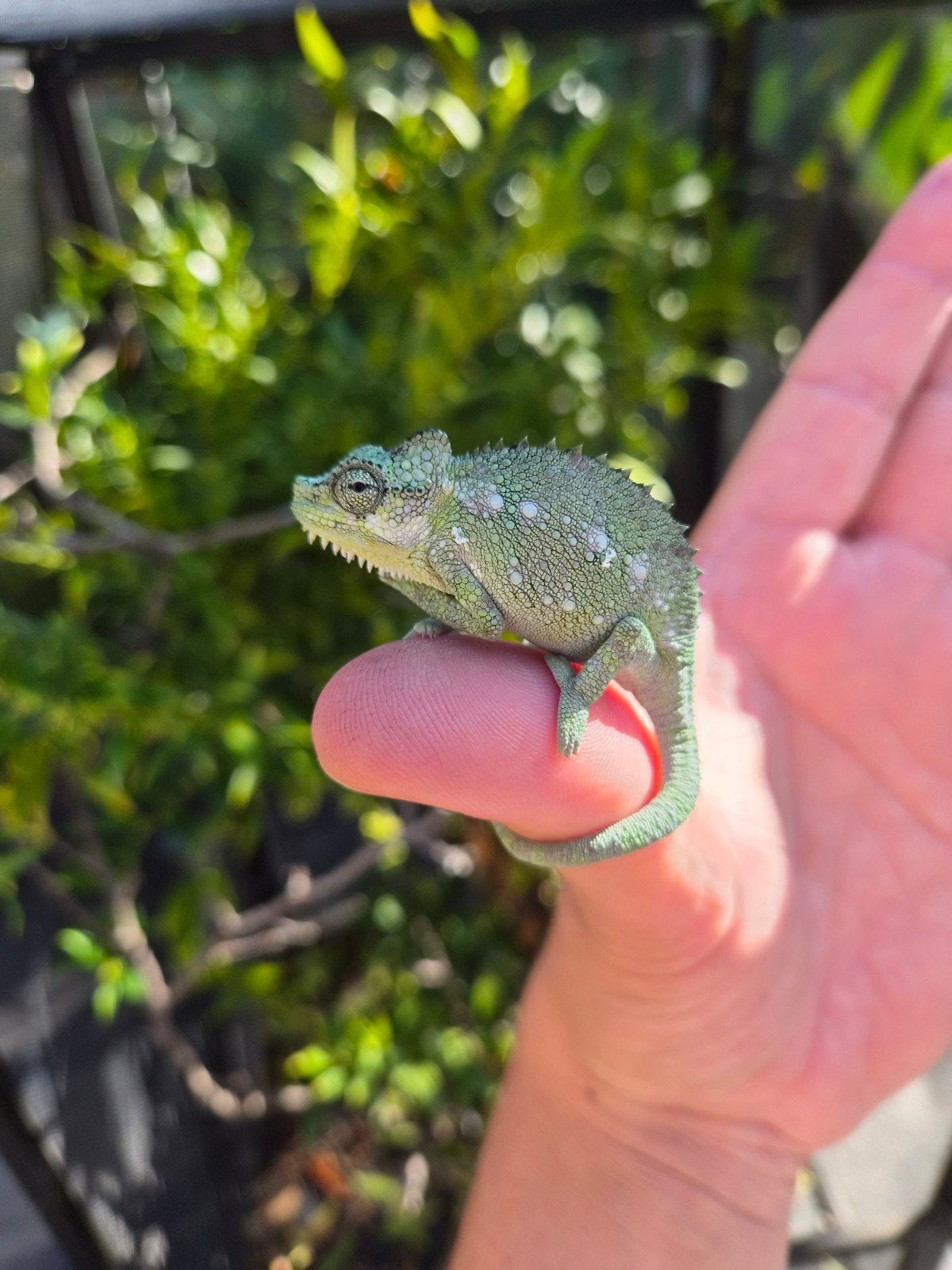 Helmkameleon (Trioceros Hoehnelii) nakweek Chameleon photo 7