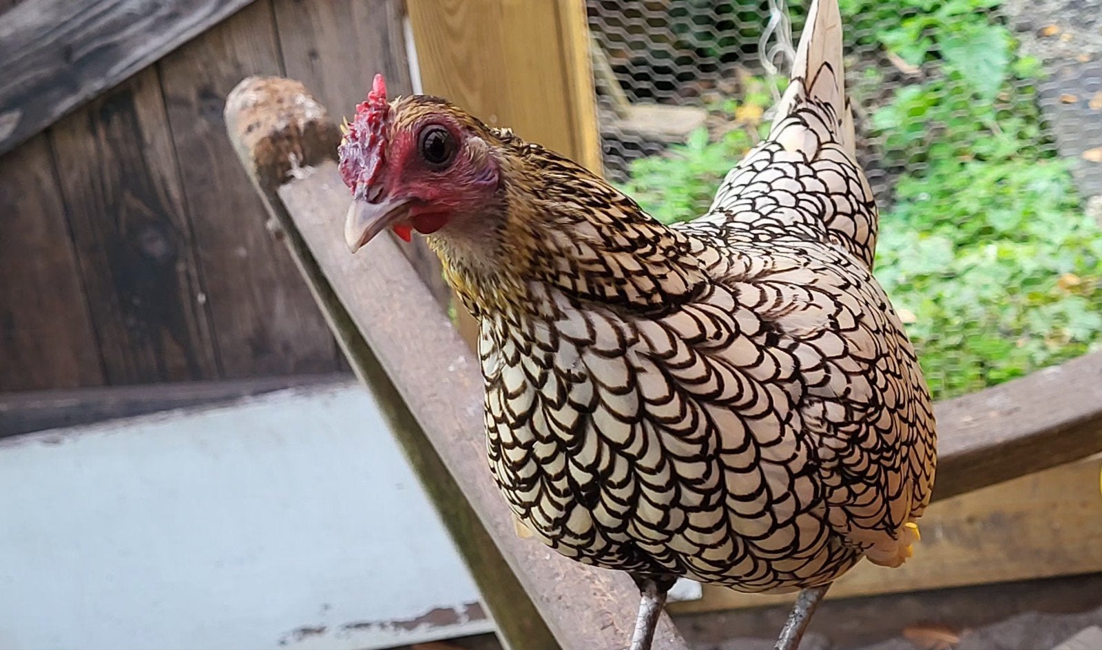 4 Sebright jonge hennen wit, Vrouwelijk, Kip