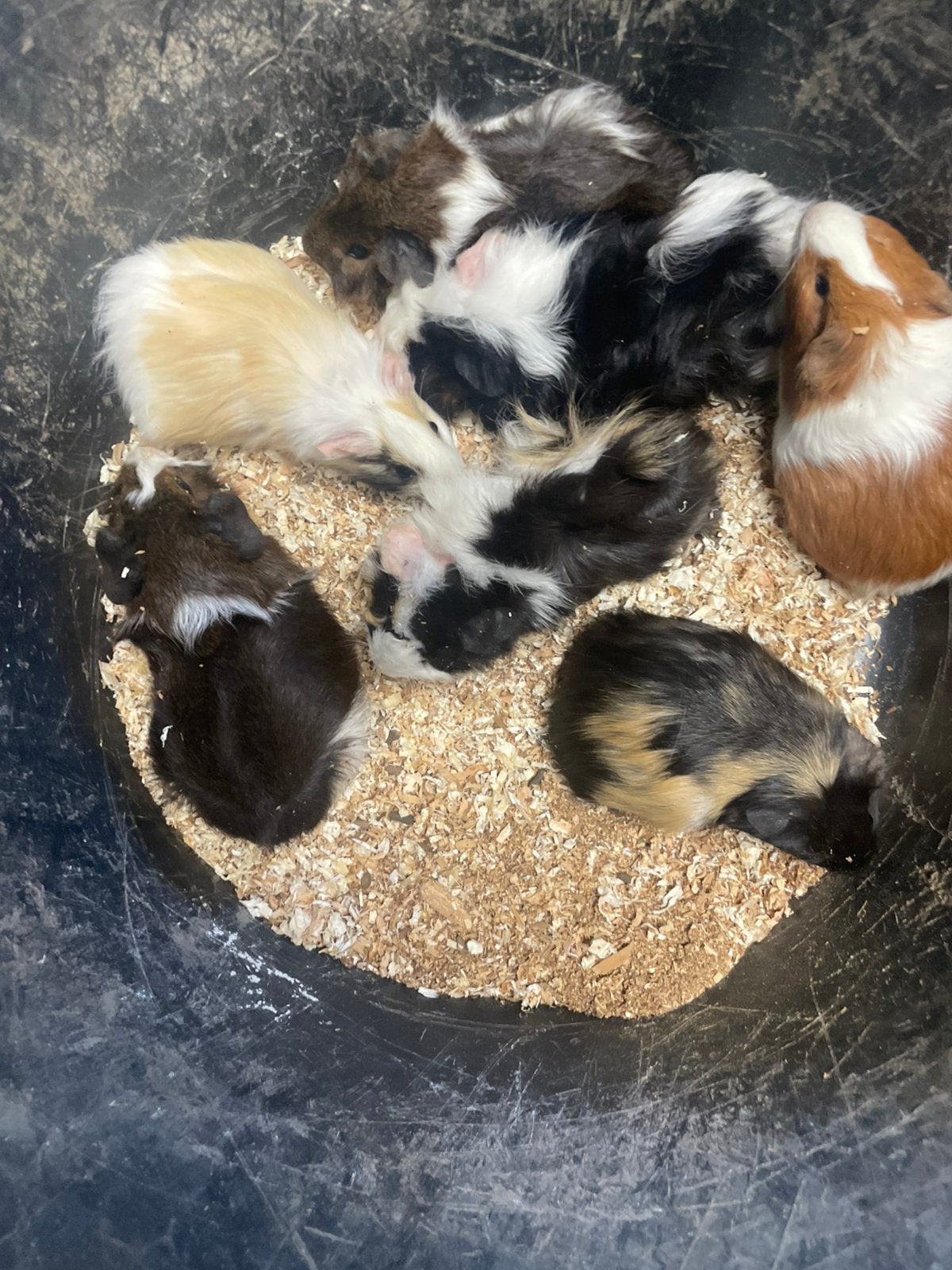 Cavia, Cavia, Vrouwelijk, Mei, Tam