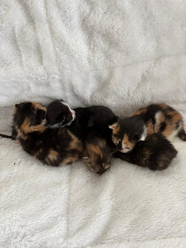 Kittens