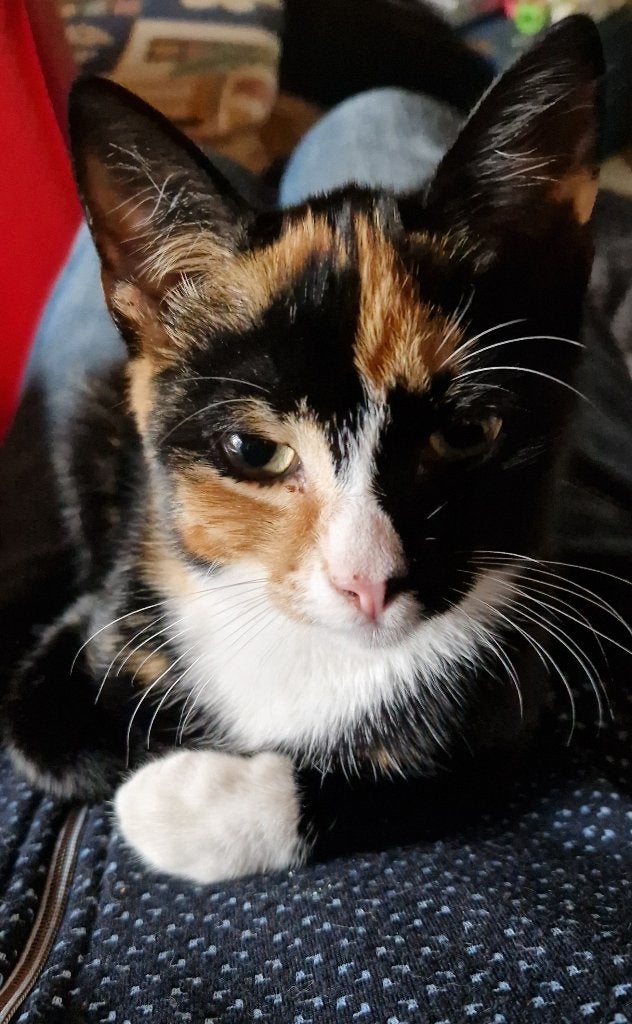 Lieve kitten, poesje 4,5 maand. oud, Poes, Kortharig, 0 tot 2 jaar