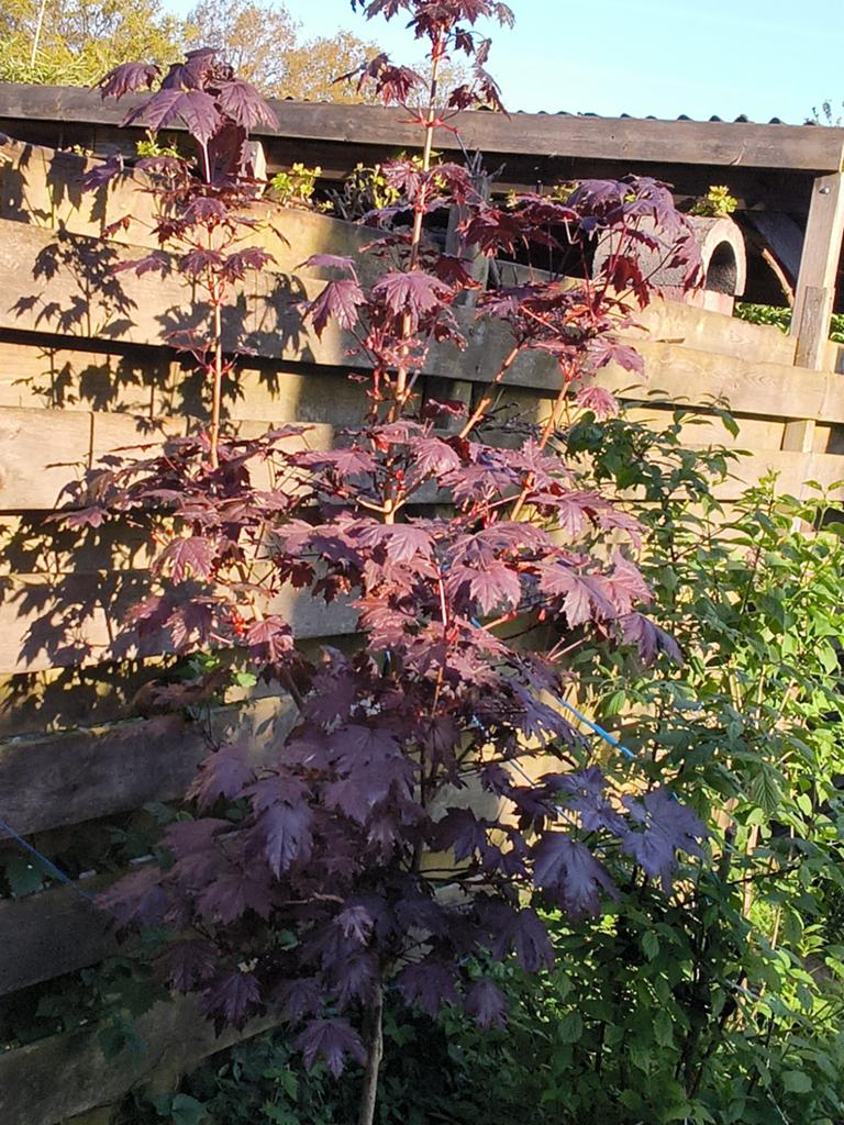 Acer palmatum Bloodgood - Japanse Esdoorn (200-220 cm), Vaste plant, Halfschaduw, Zomer, Ophalen