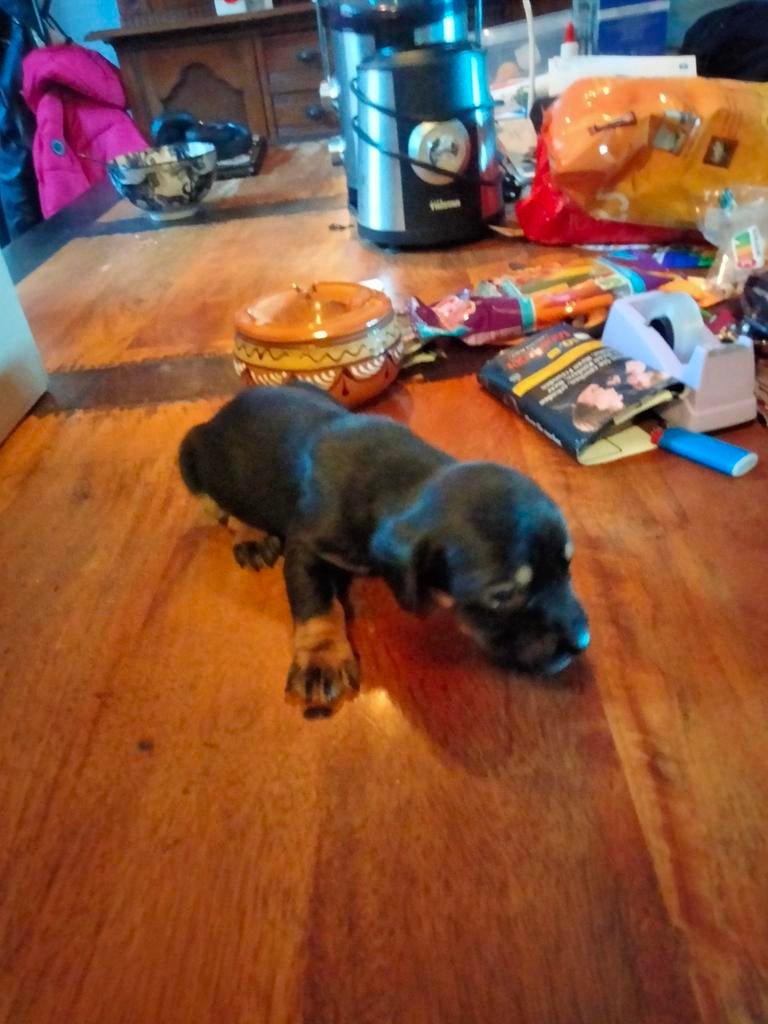 Puppies te reserveren, 8 tot 15 weken, Meerdere, Meerdere dieren, Nederland