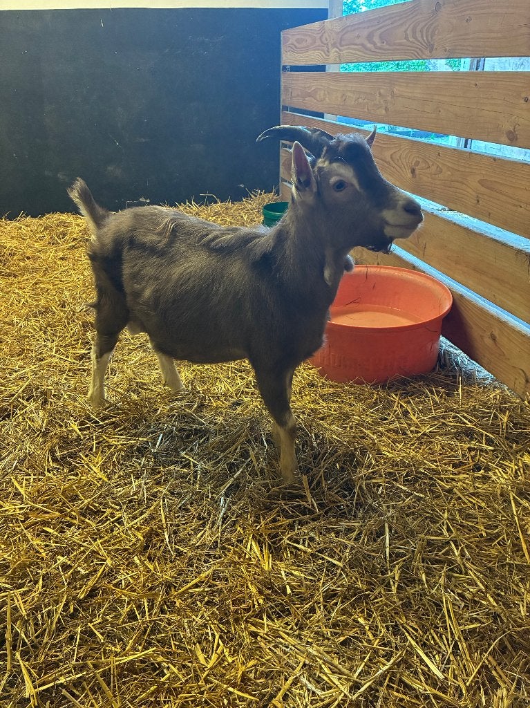 Toggenburger bok, Mannelijk, Geit, 0 tot 2 jaar