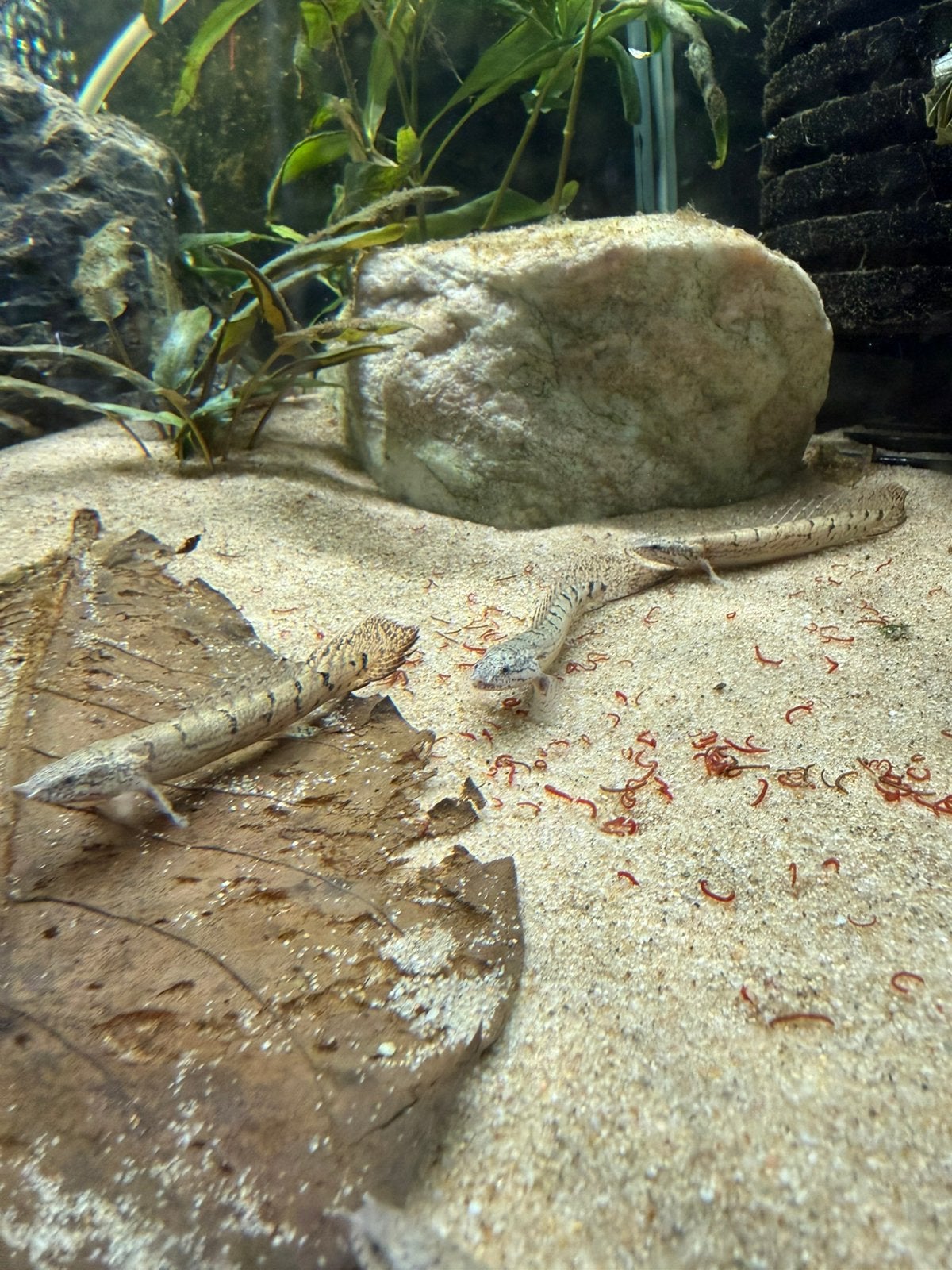 Polypterus delhezi | Bichir |, Dieren en Toebehoren, Ophalen of Verzenden