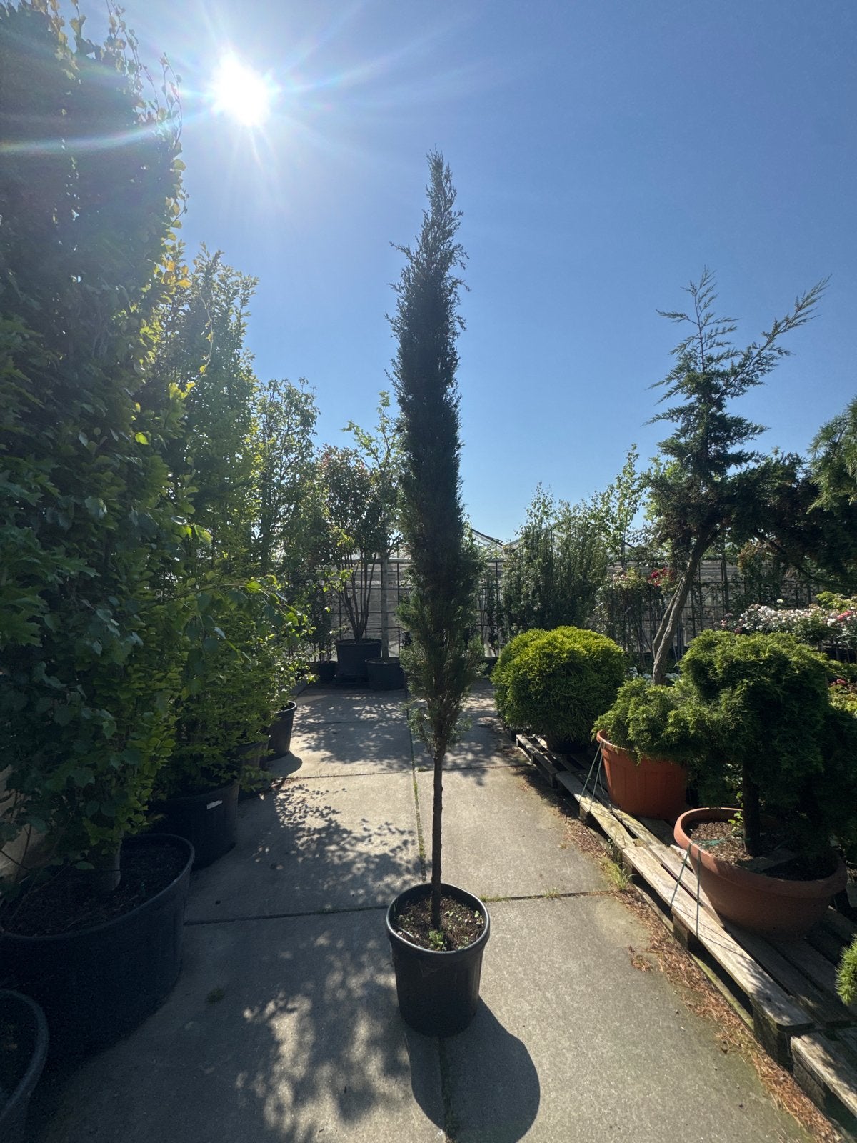 Zuilcipres in pot - 50,- pstuk 2 voor €80,-, Tuin en Terras, Planten | Bomen, Bloeit niet, 250 tot 400 cm, Zuilboom, Ophalen