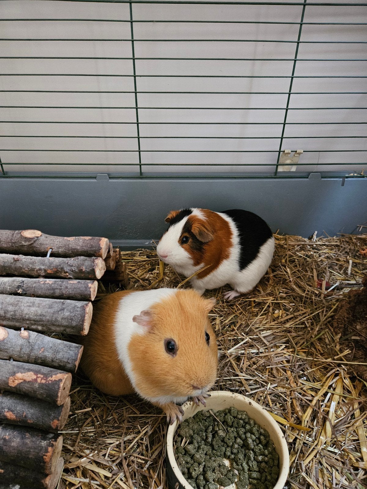 2 super lieve cavia's te koop, Dieren en Toebehoren, Cavia, Mannelijk, Januari, Tam