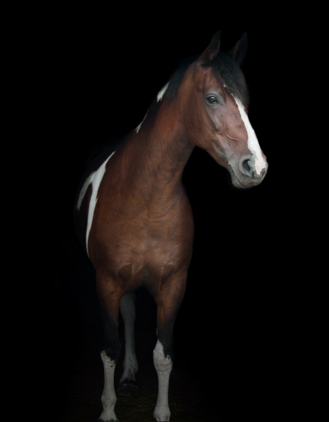 6-jarige eyecatcher grote E-pony, Dieren en Toebehoren, Pony's, B, 3 tot 6 jaar, Merrie, Gechipt