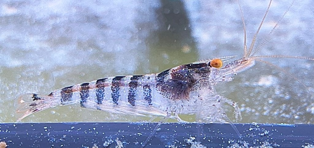 Zebra garnalen oranje ogen, Dieren en Toebehoren, Kreeft, Krab of Garnaal