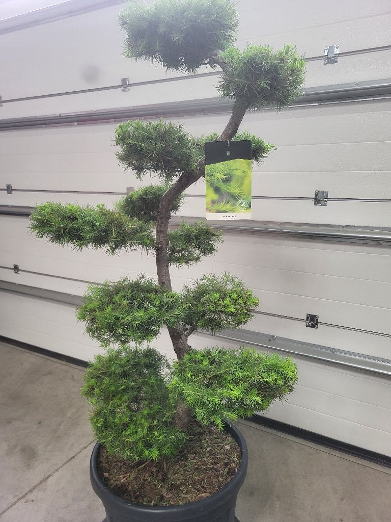 Larix kaempferi Bonsai, Bloeit niet, 100 tot 250 cm, Volle zon, In pot
