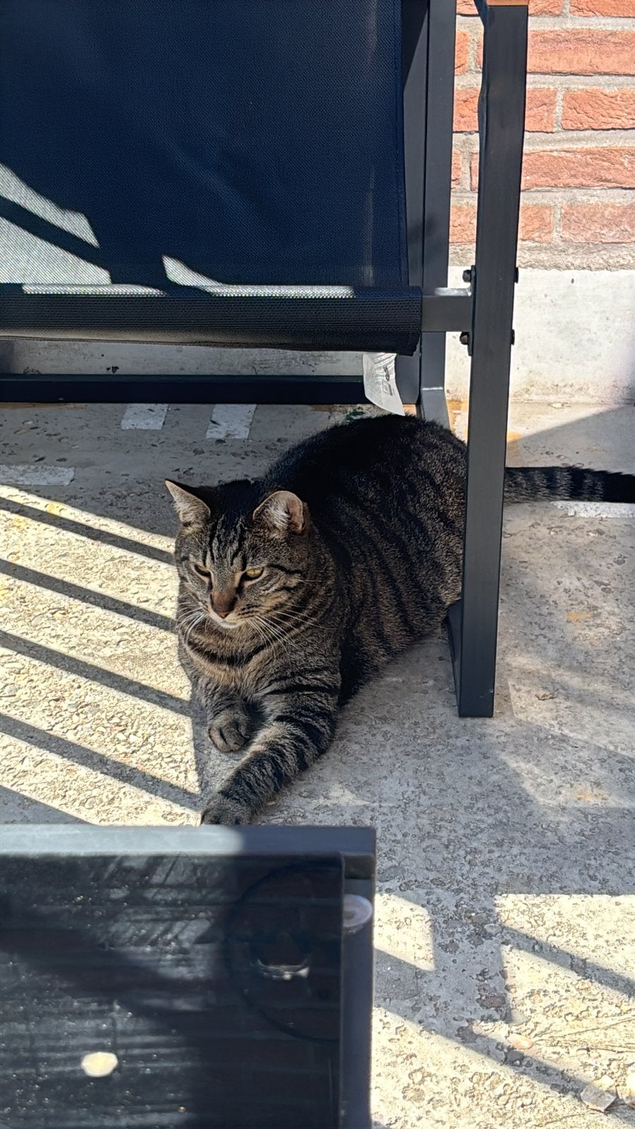 2 katten, Meerdere dieren