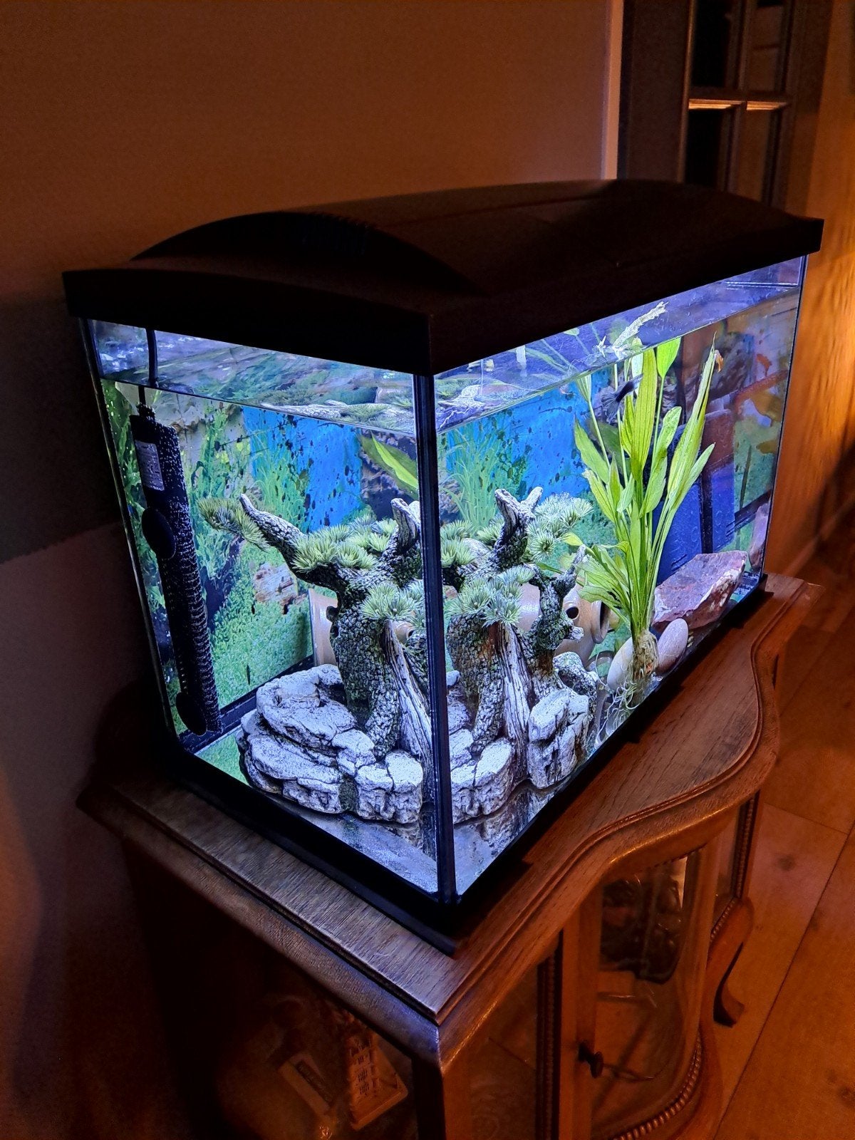 vis aguarium, Dieren en Toebehoren, Ophalen