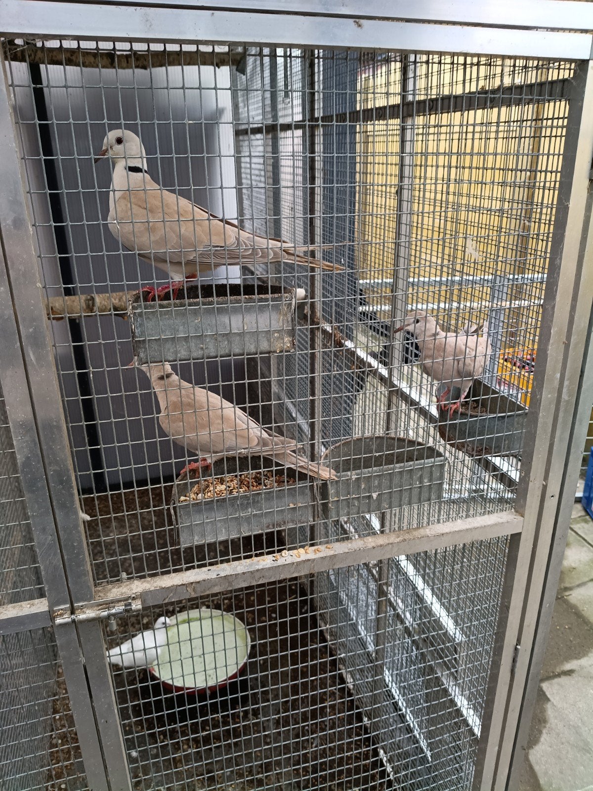 Jongen duifjes, Meerdere dieren, Parkiet, Tam