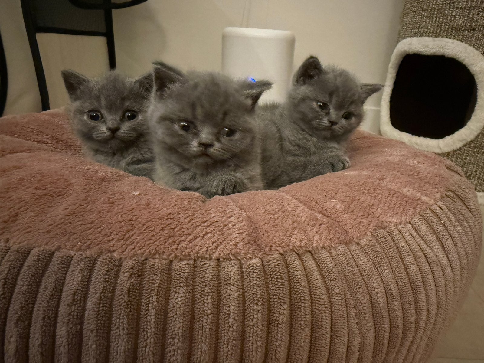 Laatste Britse korthaar kitten beschikbaar, Poes, Kortharig, 0 tot 2 jaar