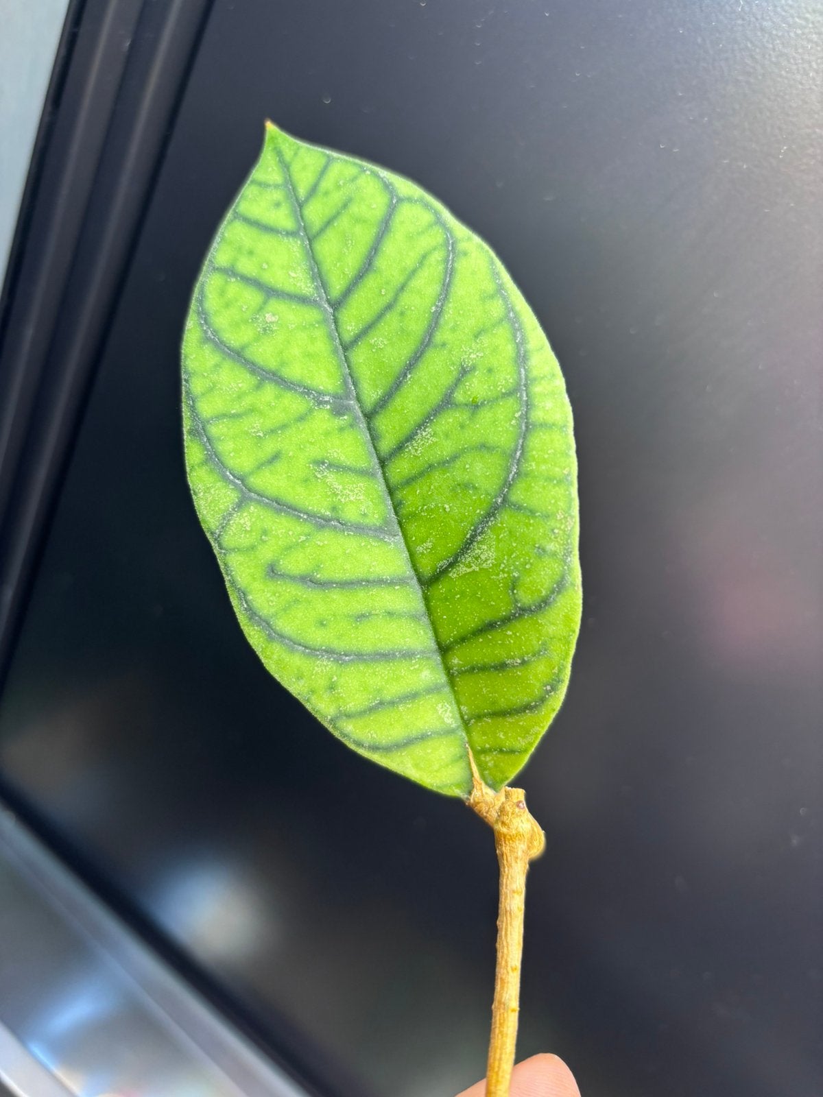 Hoya callistophylla Vena Tablong, Ophalen of Verzenden, Halfschaduw, Minder dan 100 cm