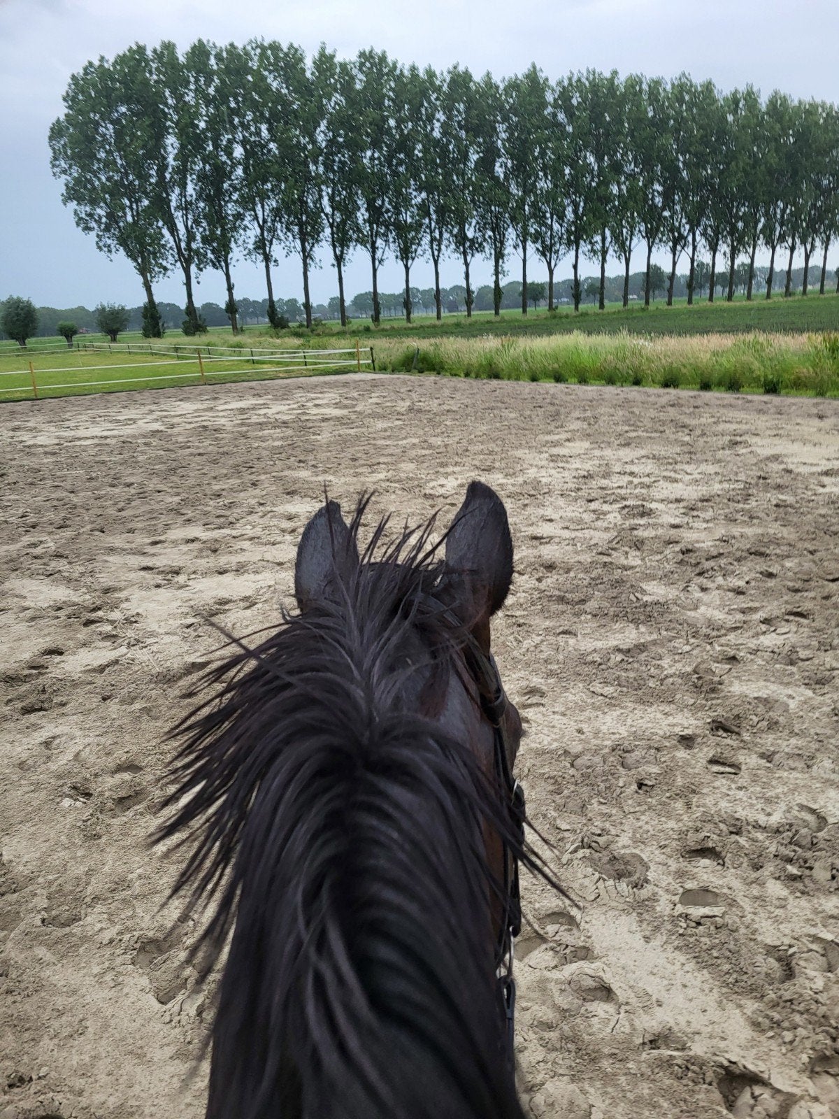 Tekoop gevraagd recreatie/springpaard, Springpaard, Met stamboom, Zadelmak, 3 tot 6 jaar