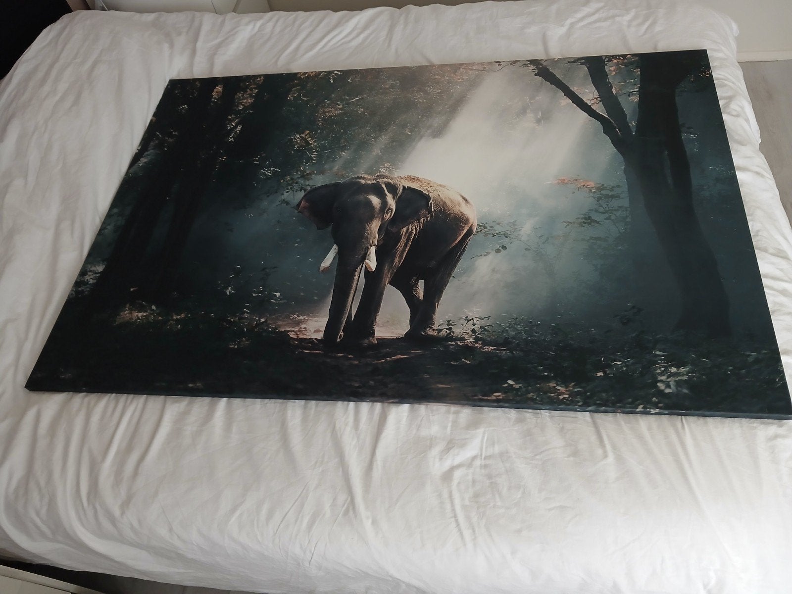 Olifant canvas, Ophalen, 50 tot 75 cm, 125 cm of meer, Print