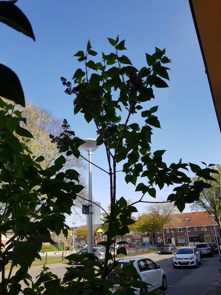 Sering boom paars, Ophalen, Lente, Volle zon, Overige soorten