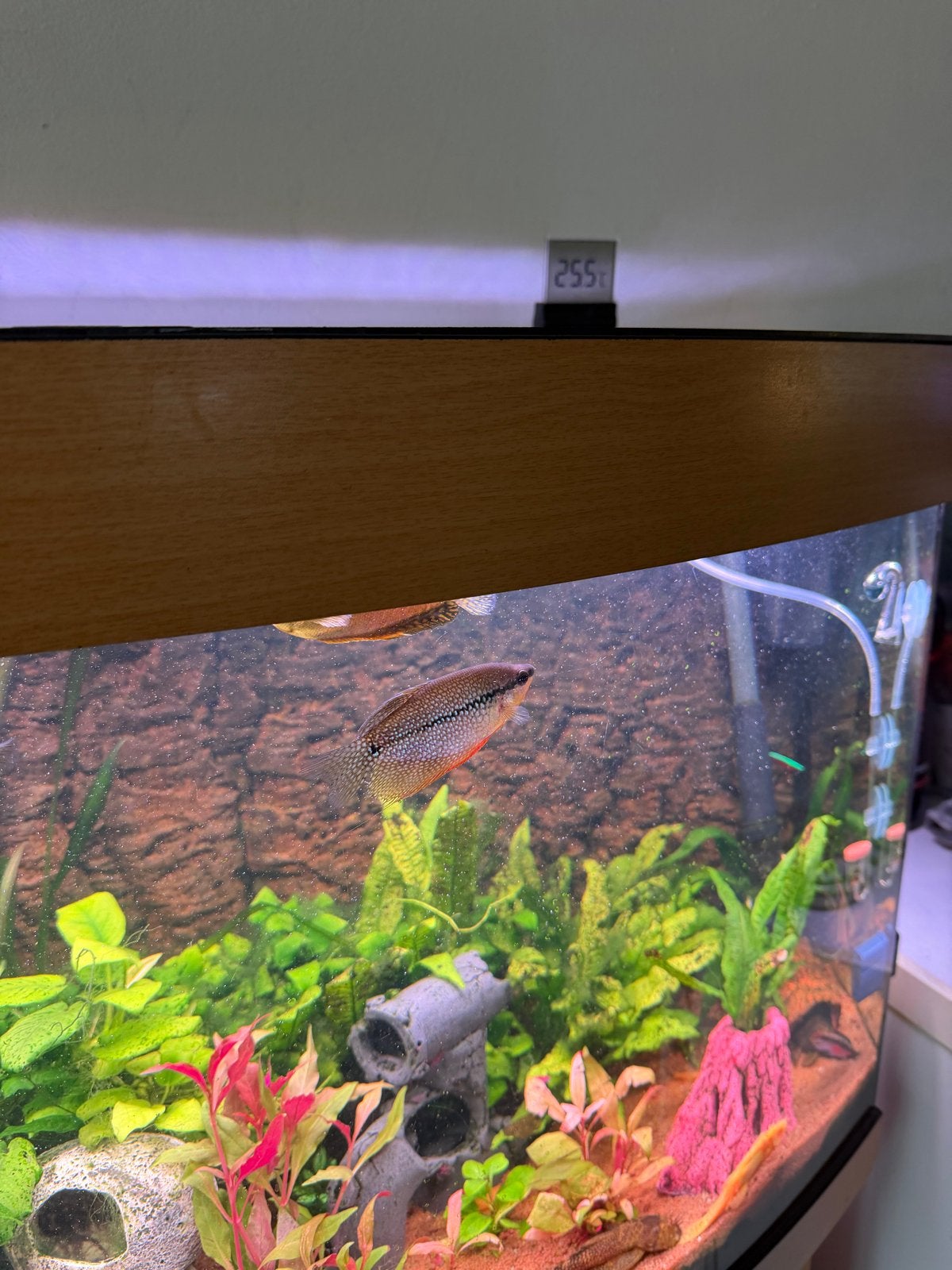 3 mooie gezonde gourami’s te koop