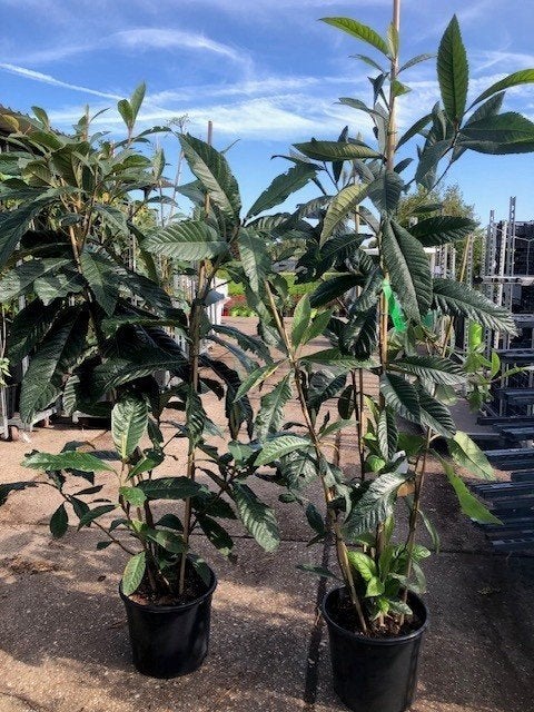 Japanse Wolmispel, Eriobotrya japonica, hoogte 180 cm, Ophalen of Verzenden, Overige soorten, Struik, 100 tot 250 cm