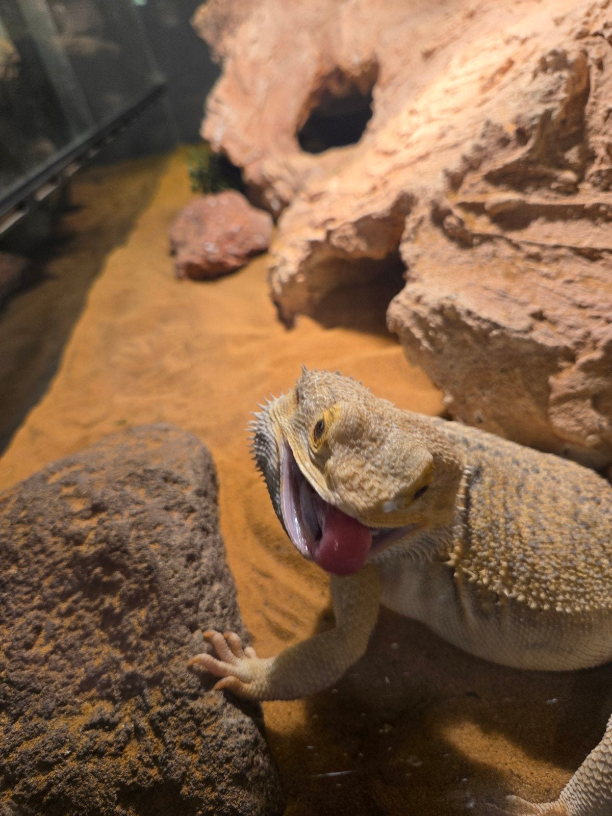 Baardagaam Man Met Terrarium En Terrariumkast Bearded Dragon photo 9