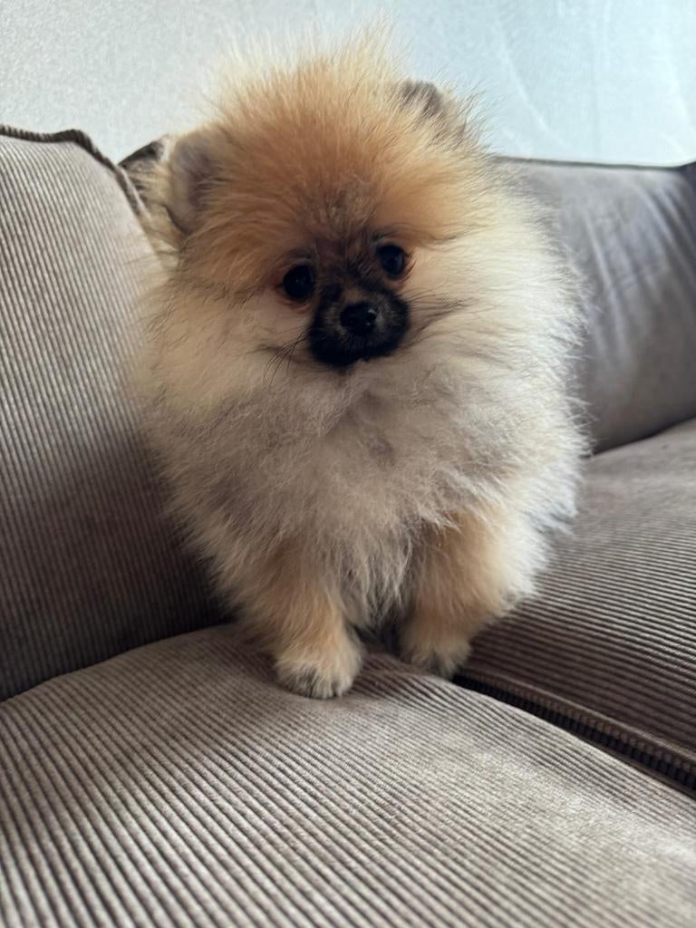 Pomeriaan Teefje Pup, Dieren en Toebehoren, Honden | Poolhonden, Keeshonden en Oertypen, Keeshond, 8 tot 15 weken, Teef, Parvo