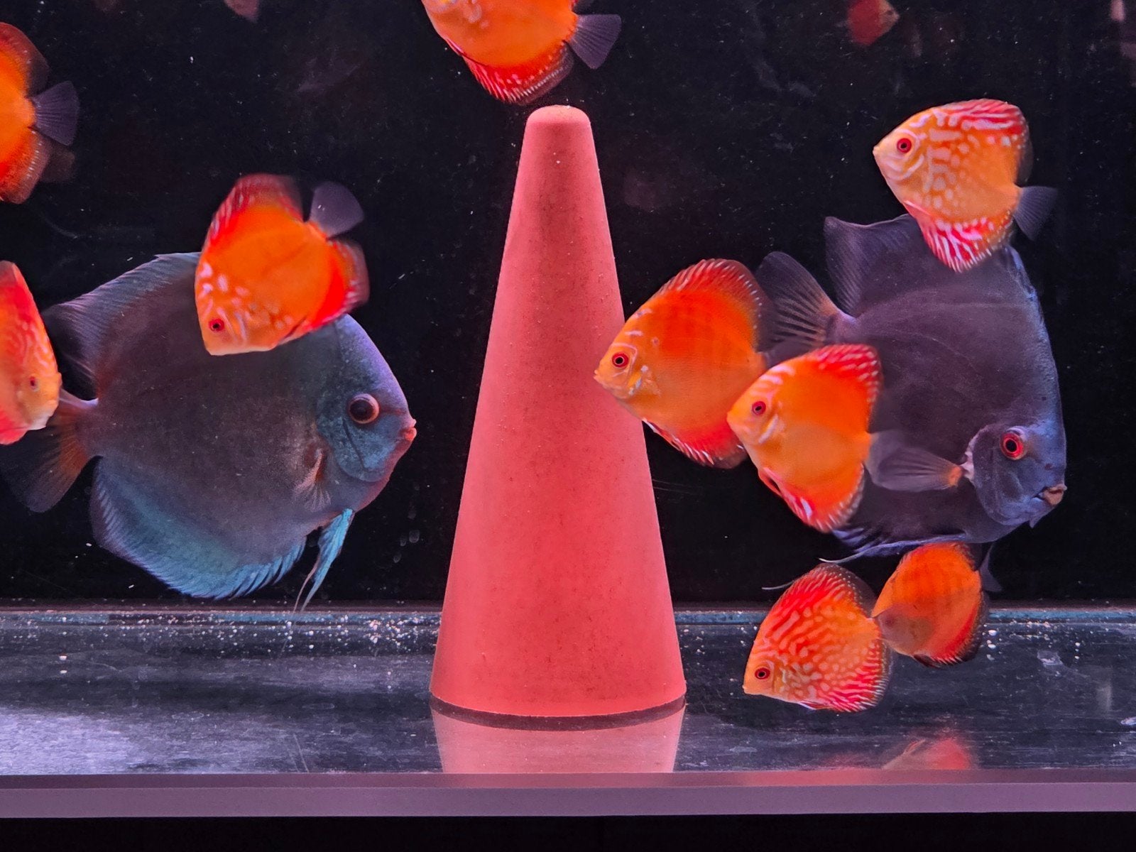 Discus -JUMBO XXL - Koppel - Blue Diamond